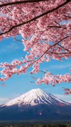 japan's majestic peaks and cherry blossoms live wallpaper