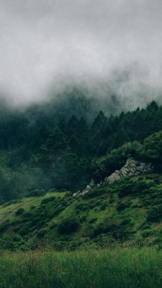 foggy forest live wallpaper