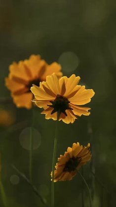 golden petals glow live wallpaper