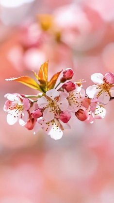 sakura branch live wallpaper