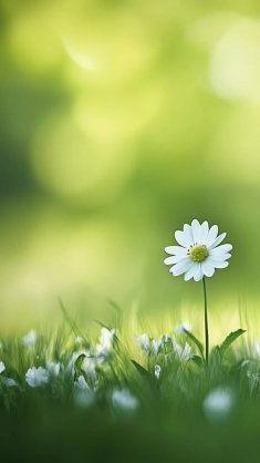 daisy flower live wallpaper