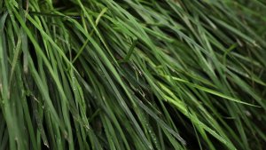 Moonlit Bloom Cherry Live Wallpaper