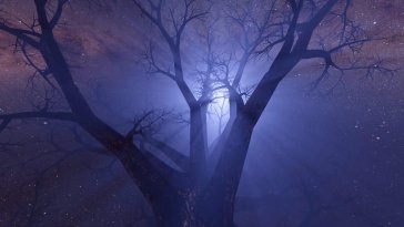 night tree under moonlit live wallpaper