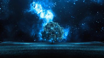 starry sky and tree live wallpaper