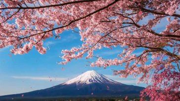 japan's majestic peaks and cherry blossoms live wallpaper