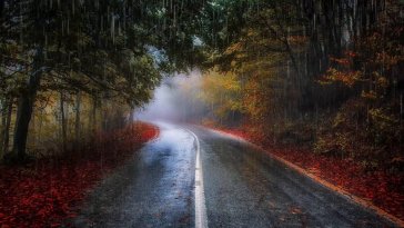 autumn road live wallpaper