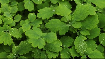 grass and raindrop live wallpaper