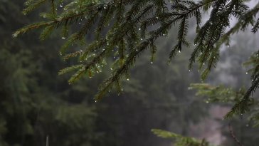 rainy pine forest live wallpaper