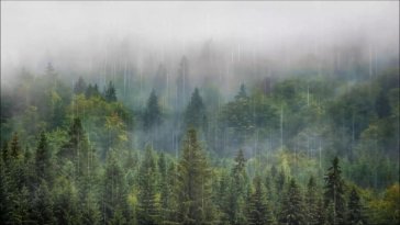 forest rainfall live wallpaper