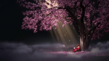 under the cherry tree live wallpaper