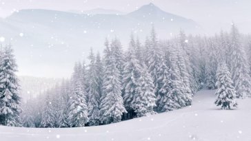 snowy forest live wallpaper