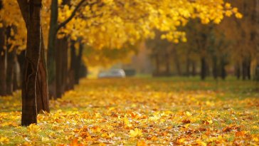 autumn yellow leaves live wallpaper
