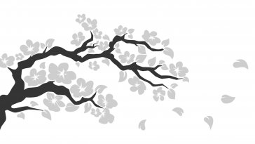 white sakura blossom live wallpaper