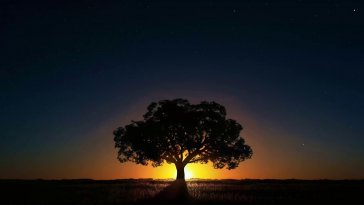 tree silhouette at sunset live wallpaper