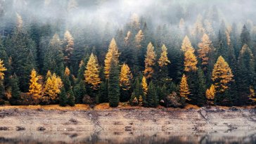 foggy autumn forest live wallpaper