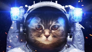 spacecat live wallpaper