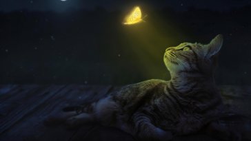 cat and butterfly live wallpaper