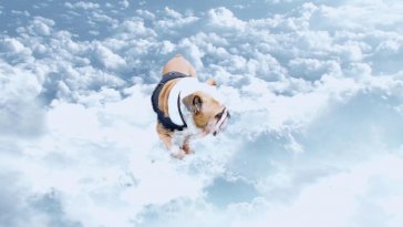 dog in clouds live wallpaper