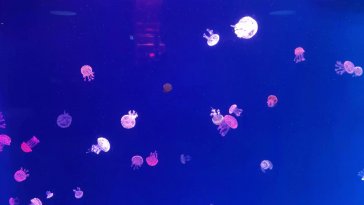 jellyfish aquarium live wallpaper