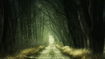 road in forest live wallpaper