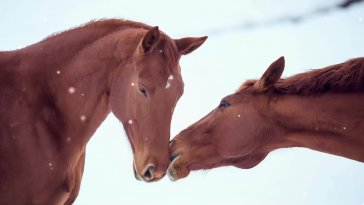 horses in gentle bond live wallpaper