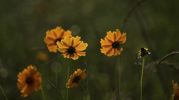 golden petals glow live wallpaper