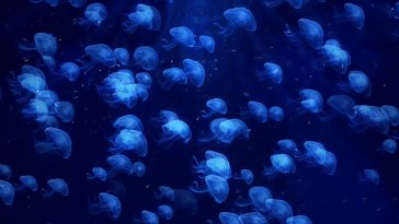 jellyfish swarm live wallpaper