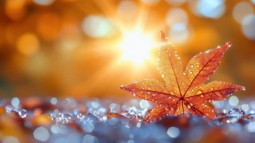 maple leaf live wallpaper