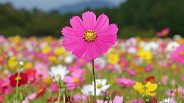 pink cosmos flower live wallpaper