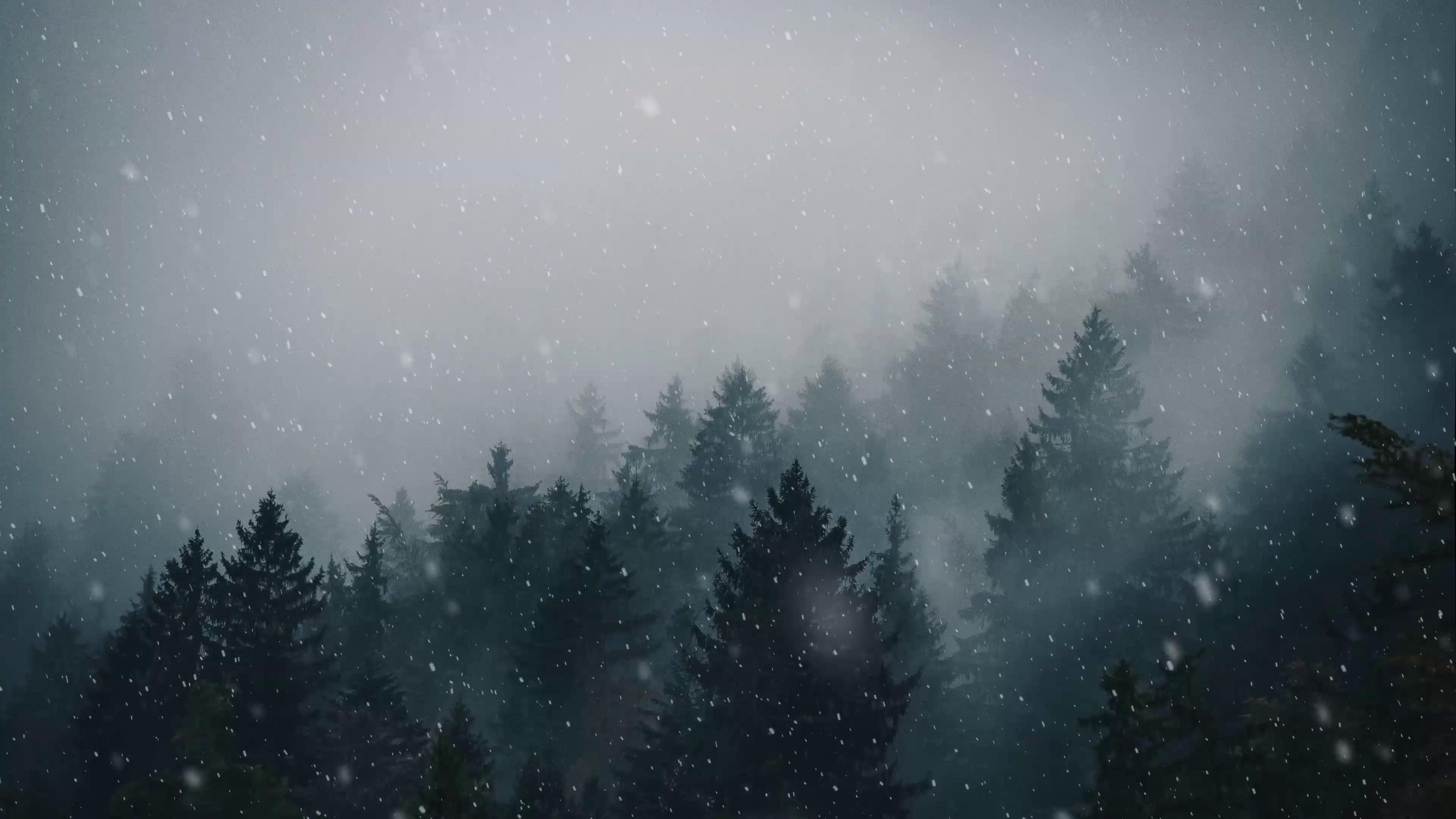 Snowfall In Forest 
