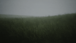 Field Grass in the Wind gif preview