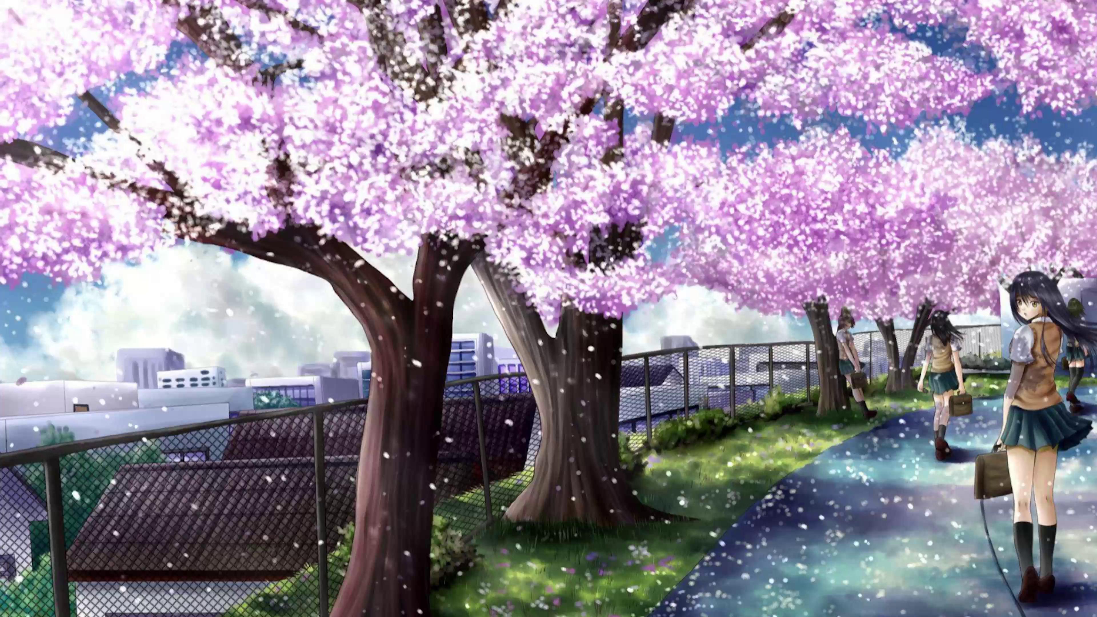 Anime Cherry Blossom Full HD Wallpaper. | Anime cherry blossom, Cherry  blossom wallpaper, Cherry blossom background