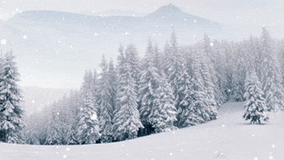 Snowy Forest gif preview