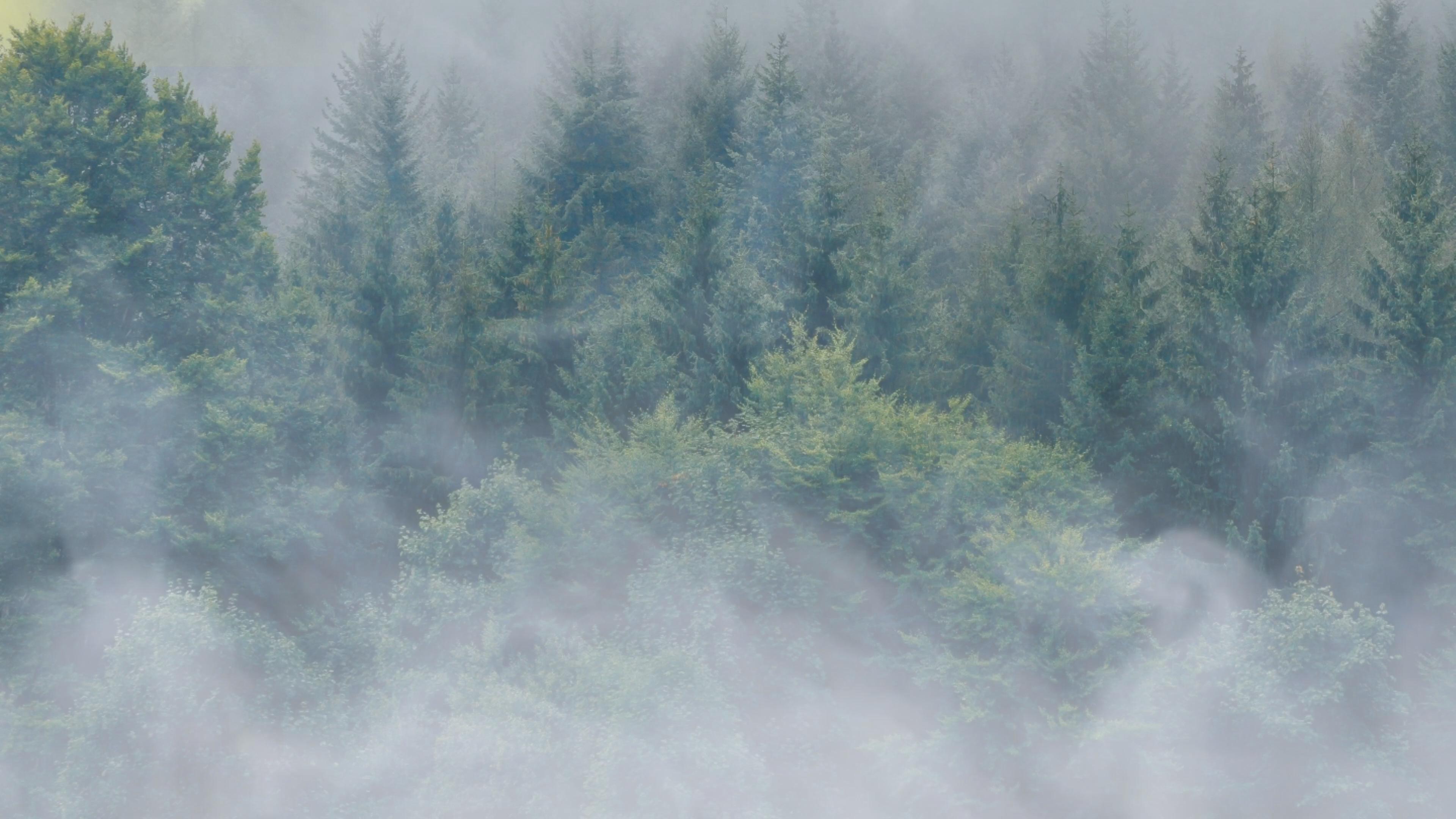 Random Inspiration 130 aesthetic foggy forest HD phone wallpaper  Pxfuel