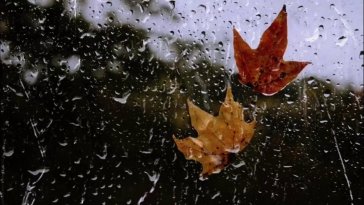 autumn leaves with raindrops live wallpaper