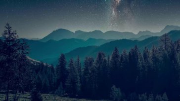 forest starry night live wallpaper